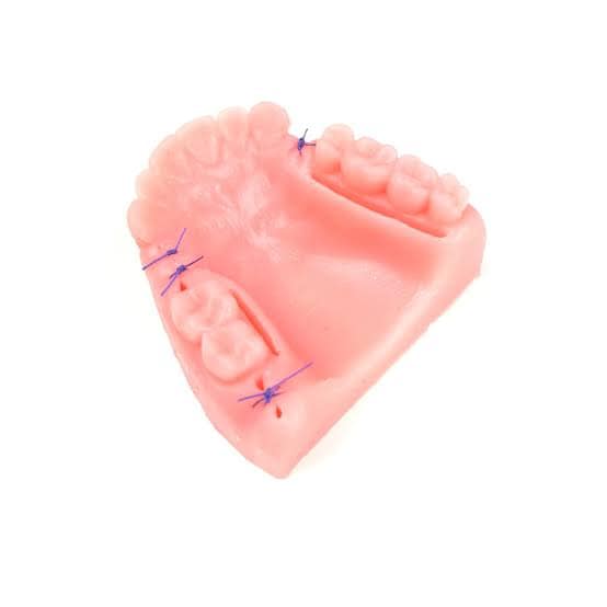 Dental Cast - For Surgical Suture practice